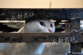 Китаец убивал котов и продавал их мясо