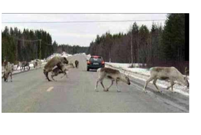 Неожиданные препятствия на дороге