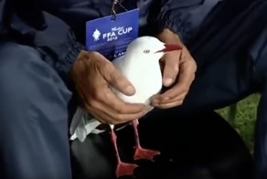 Австралийские вратарь спас раненую чайку