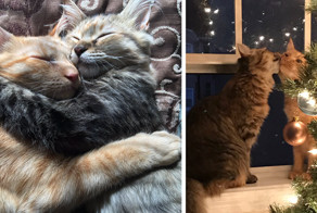 Кот с кошкой так влюблены друг в друга, что не могут скрыть свои чувства