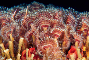 Жители холодного океана