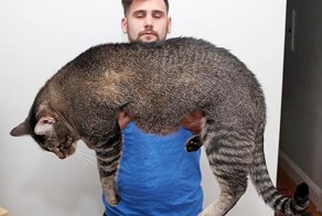 Самые большие коты в мире