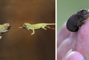 Познакомьтесь: малыши-хамелеончики, самые очаровательные существа в мире!
