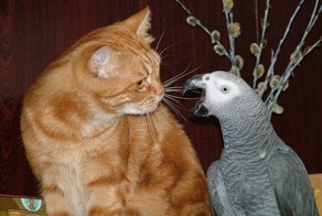 Месть кота
