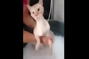 Смешная реакция кота на воду