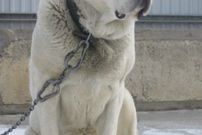 Противоречивая порода собак Алабай