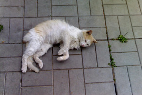 Как кот спас котёнка, привел домой и оставил вместо себя