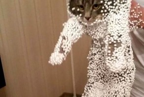 Коты, которые искали приключений и… нашли