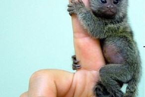 Самая маленькая обезьянка в мире