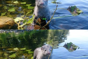 Немножко норки