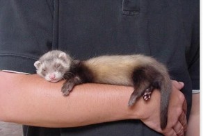 О жизни, смерти и хорьках