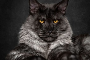 Красота мейн-кунов в фотографиях Robert Sijka