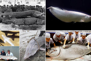 Самая дорогая рыба в мире. Топ 10