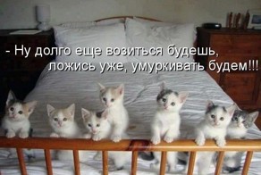 Прикольные зверушки