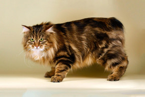 Курильский бобтейл, "КОТОПЕС" или "КОТОКРОЛИК"