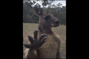Мускулистый кенгуру, с которым лучше не связываться 