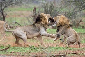 Папа - ты самец?