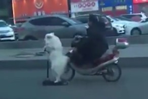 Собака на самокате сопровождает своего хозяина на мопеде