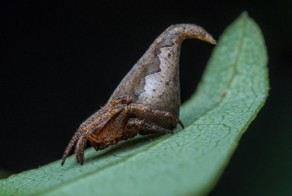 Новый вид пауков назвали в честь Распределяющей шляпы из «Гарри Поттера»