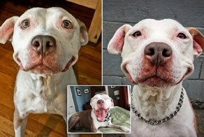 Пес, который выжил, не перестает улыбаться уже 12 лет