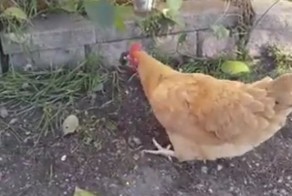 Тот, кто захочет сварить из этой курицы суп, сильно рискнёт своим здоровьем!