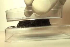 Ученые показали на что способны сцепившиеся муравьи