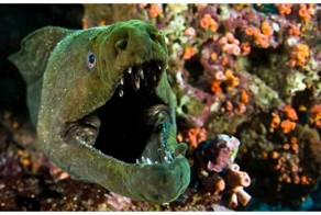 Жестокий подводный мир: дайвер снял остросюжетную схватку мурены с осьминогом