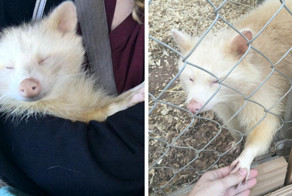 Женщина спасла этого милого енота-альбиноса из ужасающих условий