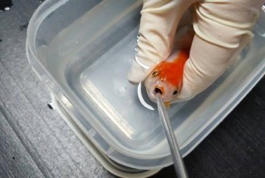 Женщина заплатила $500, чтобы спасти свою золотую рыбку от удушья