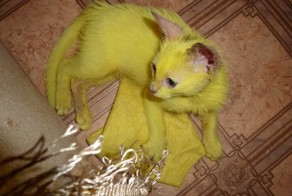 Без кота и жизнь не та