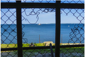 Жизнь петушиная