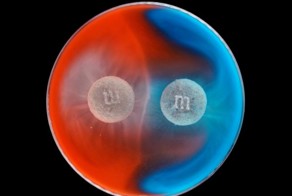 Растворяющийся в воде M&M'S похож на взрыв сверхновой