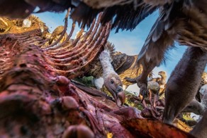 Журнал National Geographic опубликовал фотографии лауреатов премии "Лучшая фотография года - 2016"
