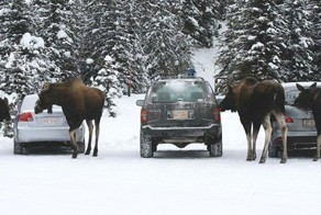 Лоси лижут соль с машин и пронзительно смотрят вам в глаза