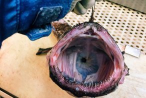 Невероятные монстры: российский моряк публикует снимки самых диковинных существ, попадающих в сети