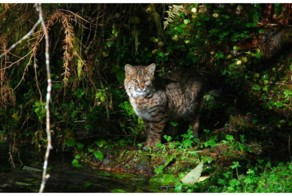Вот что значит удачный день! Рыси удалось поймать лосося такого же размера, как и она сама