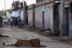 Напуганные жители индийской деревни сидели на крышах, пока разъяренная львица охотилась на корову