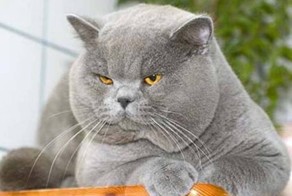 Как правильно воспитать кота