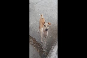 Мужчина, ну дайте курочки, не для себя прошу