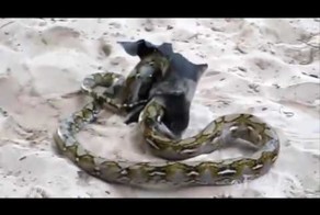 Летучая лисица смогла выбраться из смертельных объятий питона