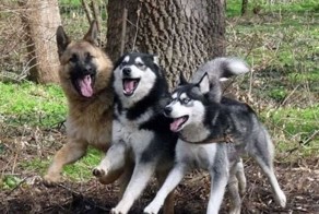 Смешные картинки с надписями