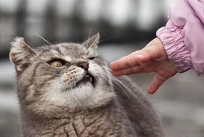 Сказ о двуличной бабке и бедном коте
