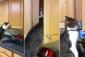 Наглость — второе счастье! Хозяин поймал своего любимца с поличным