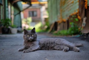 Очень колоритные уличные коты