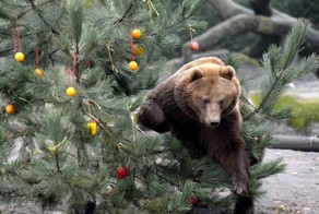 Не рубите елки можете повстречать медведя