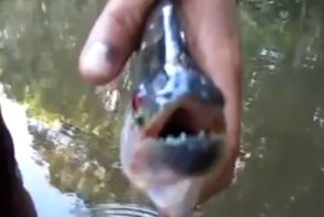 На что способны челюсти пираньи