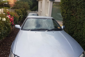 В Австралии тюлень помял припаркованный автомобиль