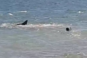 В Австралии собака решила поиграть с тигровой акулой