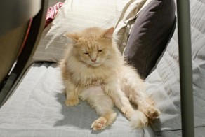 Экзистенциальная тоска: Инстаграм грустного кота