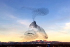 Тысячи птиц слились в едином порыве. Удивительное зрелище!